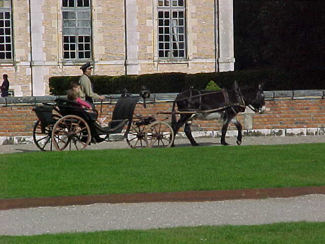 430 - APRES LES CHEVAUX DE CHAMBORD, L'ANE !.jpg